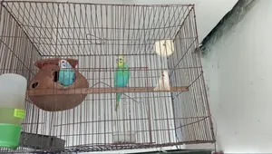 A Good Quality Classic Budgerigar For Sale