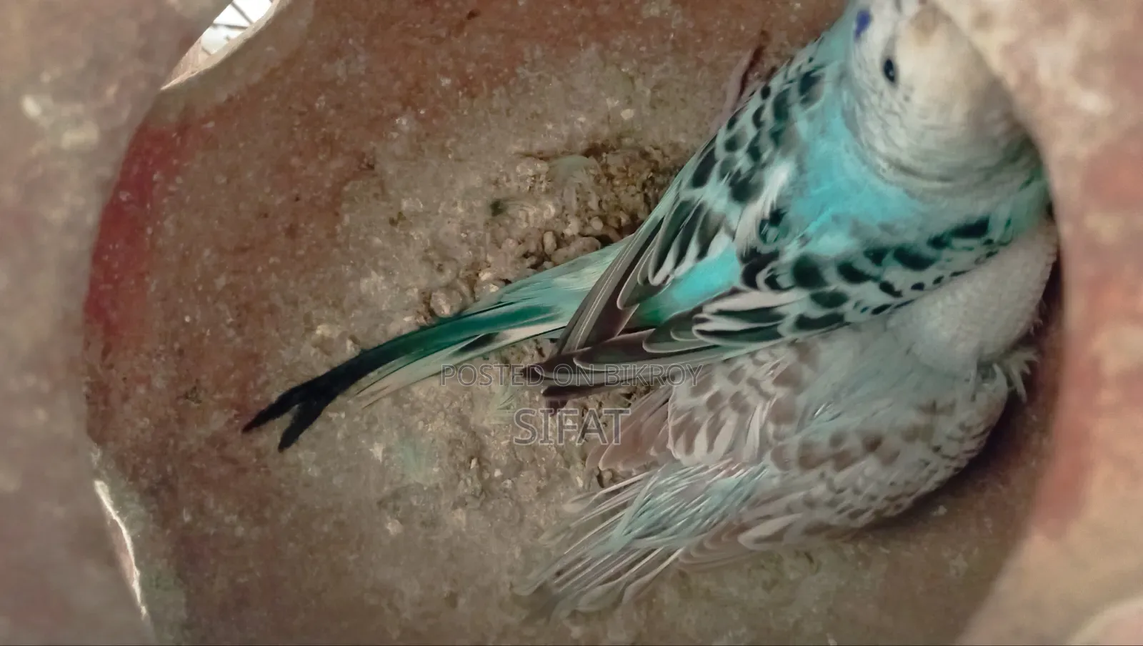 A Good Quality Classic Budgerigar For Sale