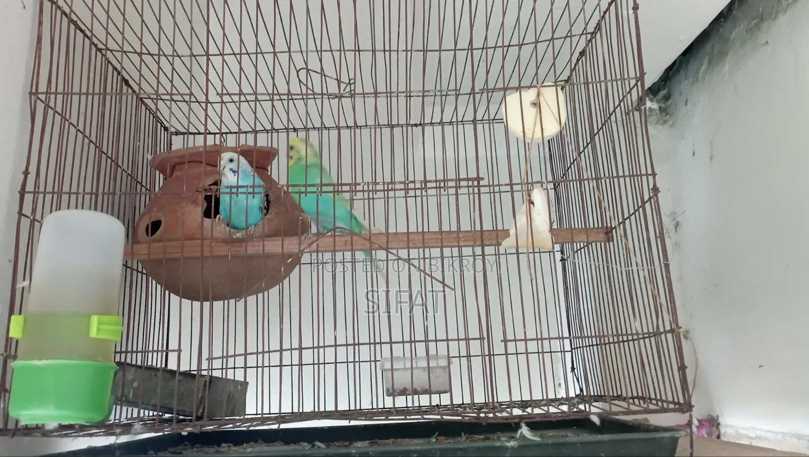 A Good Quality Classic Budgerigar For Sale