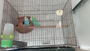 A Good Quality Classic Budgerigar For Sale