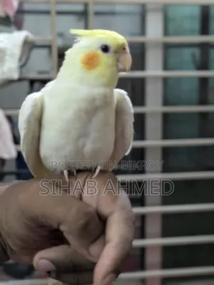 কোকাটেল পাখি