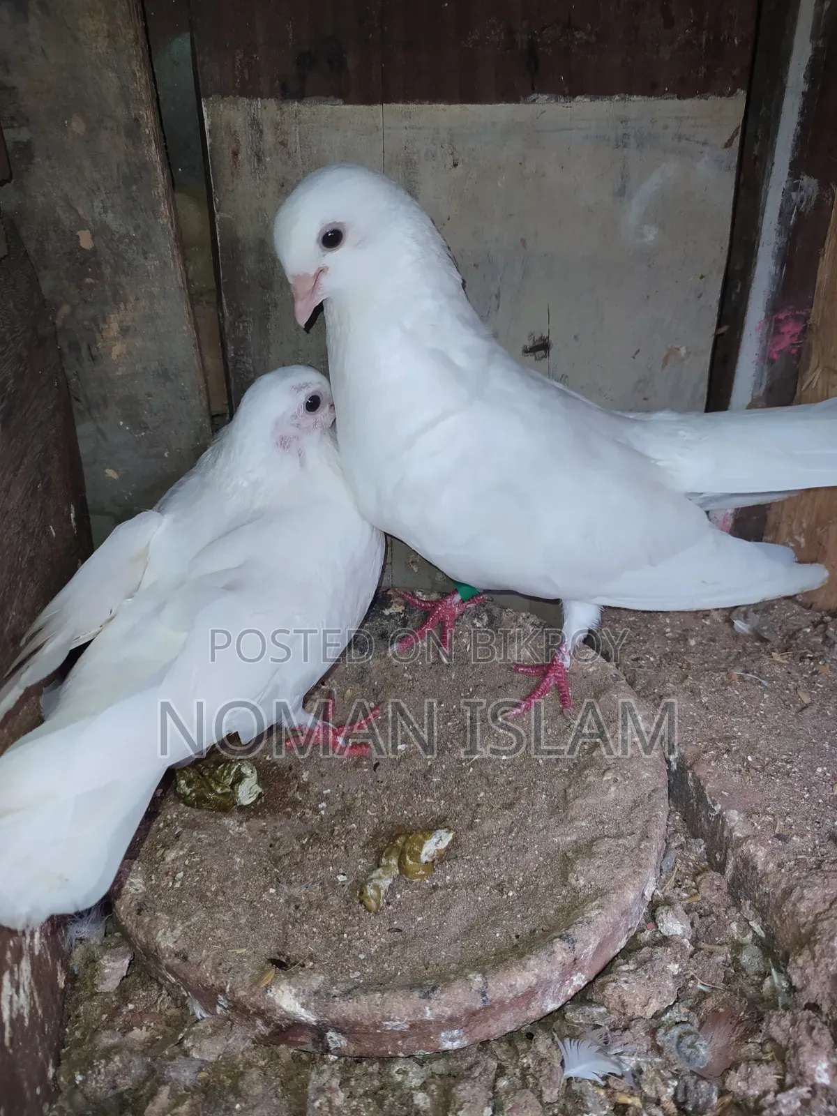 এক জোরা রানিং কাগজি কালেখা বিক্রি হবে,