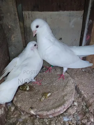 এক জোরা রানিং কাগজি কালেখা বিক্রি হবে,