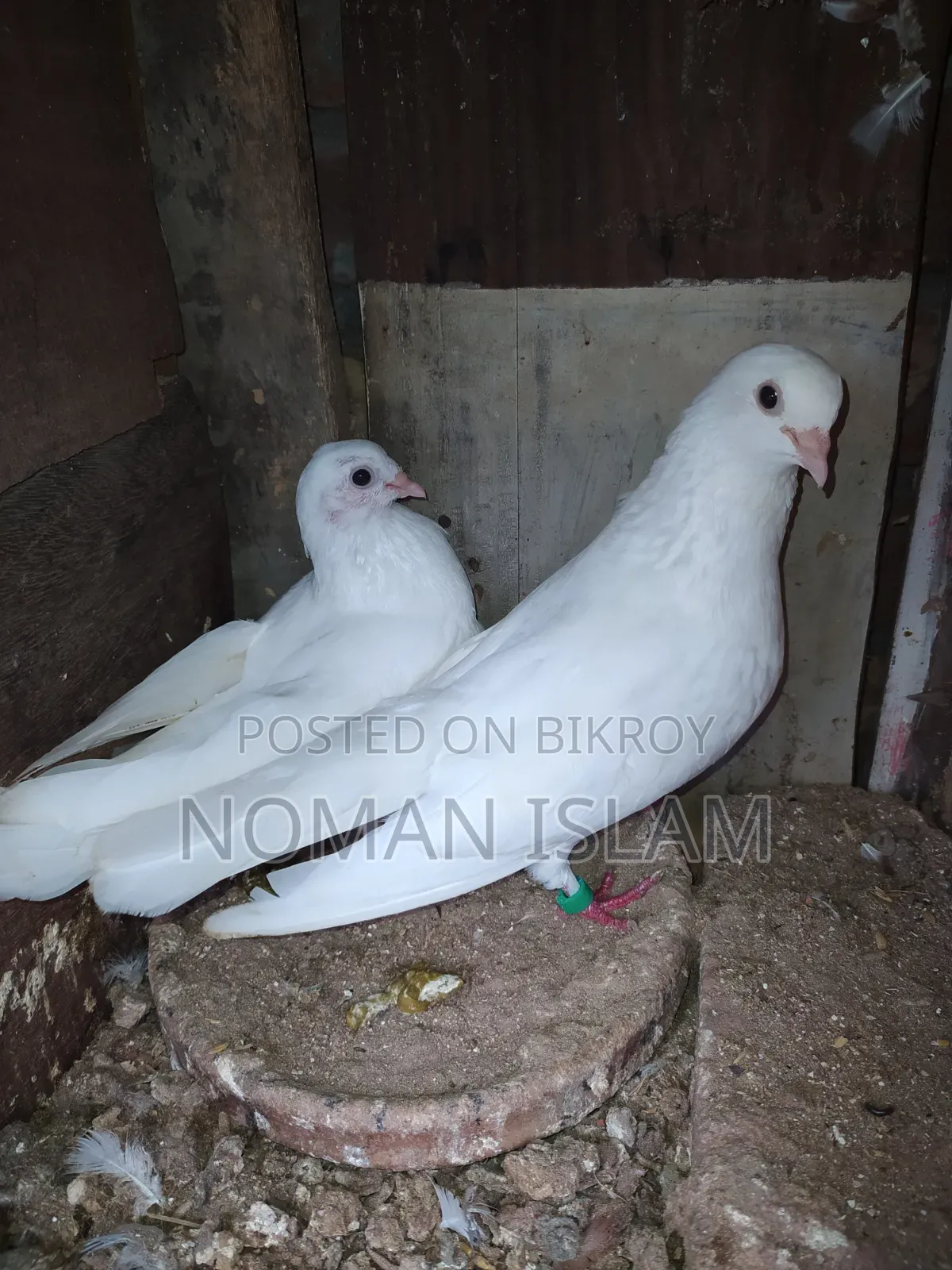 এক জোরা রানিং কাগজি কালেখা বিক্রি হবে,