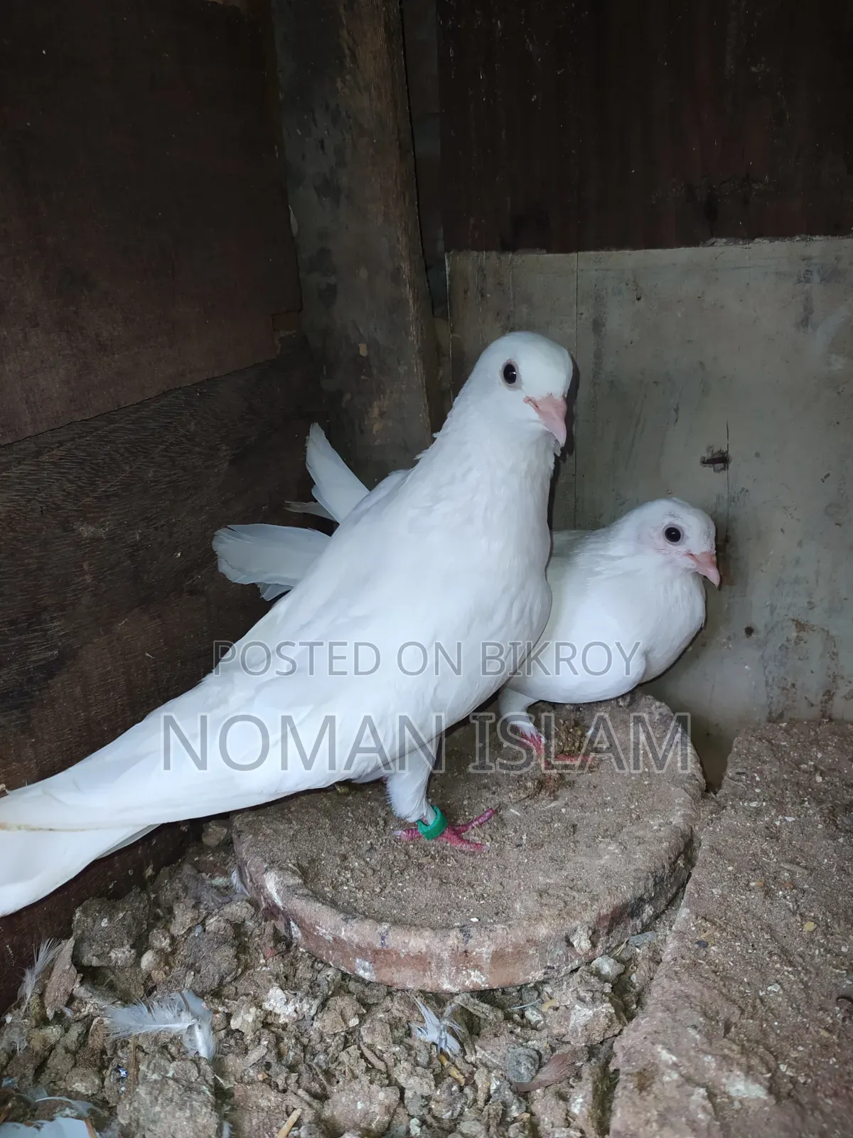 এক জোরা রানিং কাগজি কালেখা বিক্রি হবে,