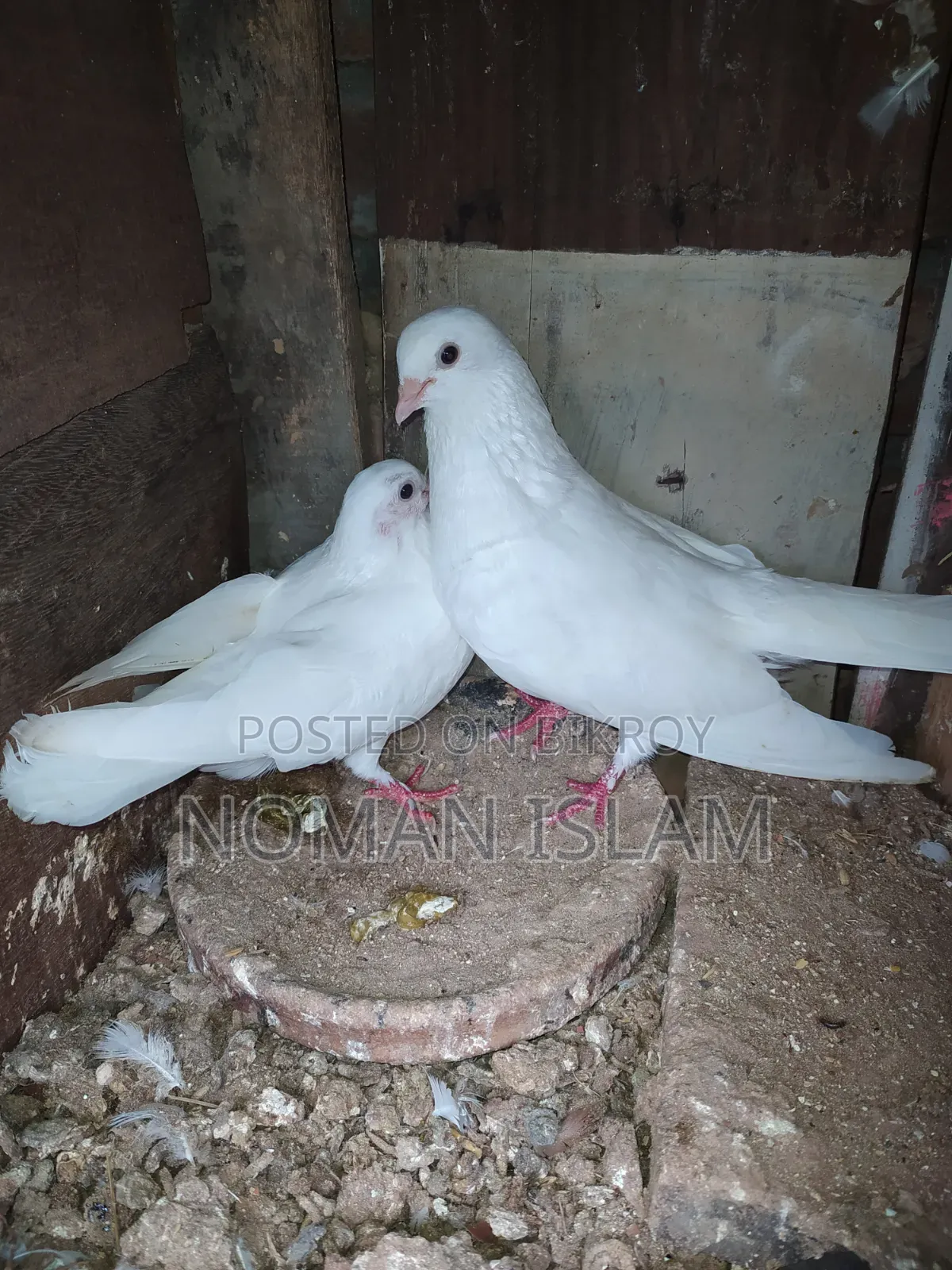 এক জোরা রানিং কাগজি কালেখা বিক্রি হবে,