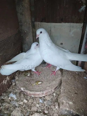 এক জোরা রানিং কাগজি কালেখা বিক্রি হবে,