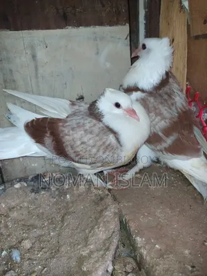 এক জোরা মিলি রাজ গোল্লা বাচ্ছা বিক্রি হবে।