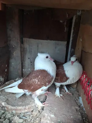 লাল বুক সাদা রাজ গোল্লা বাচ্ছা কবুতর বিক্রি হবে