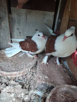 লাল বুক সাদা রাজ গোল্লা বাচ্ছা কবুতর বিক্রি হবে