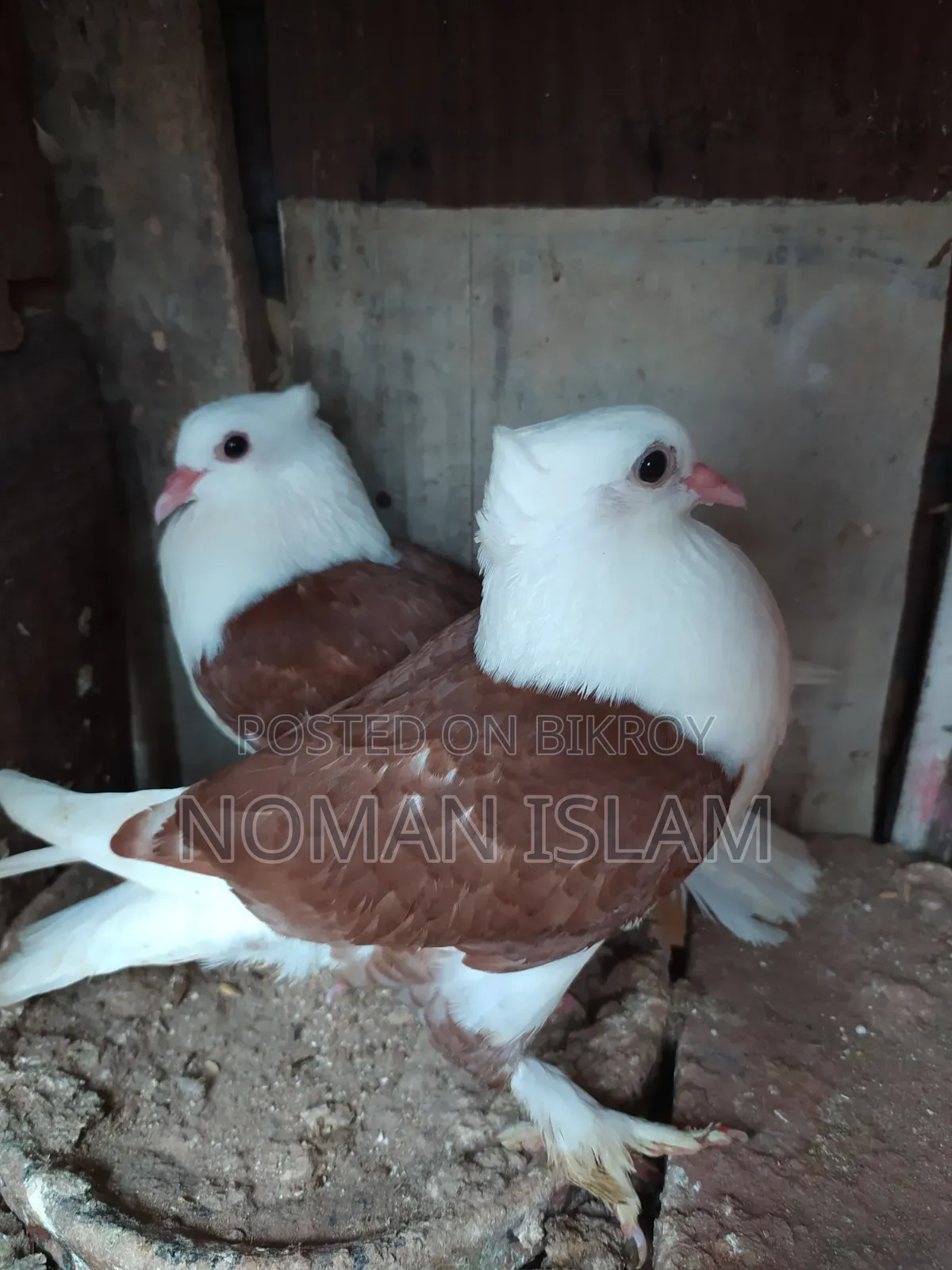 লাল বুক সাদা রাজ গোল্লা বাচ্ছা কবুতর বিক্রি হবে