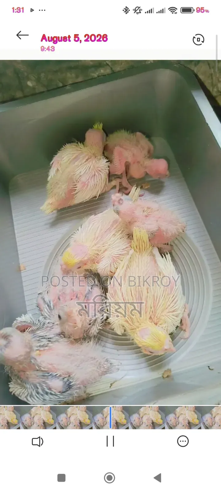 কিছু ককাটেল পাখি বেবি বিক্রি হবে