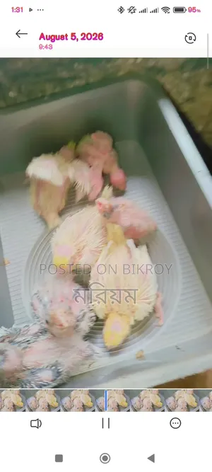 কিছু ককাটেল পাখি বেবি বিক্রি হবে