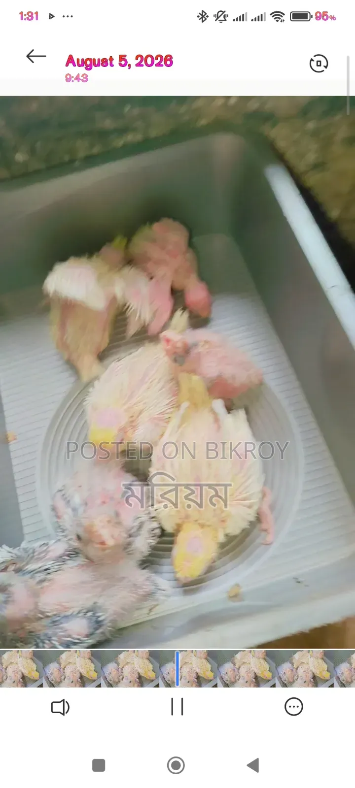কিছু ককাটেল পাখি বেবি বিক্রি হবে