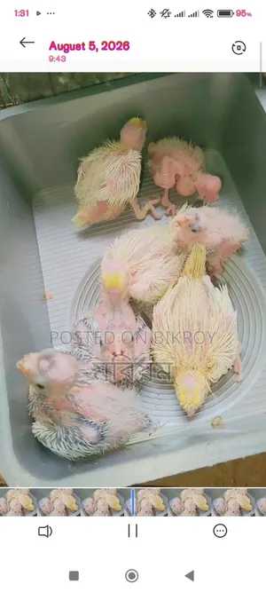 কিছু ককাটেল পাখি বেবি বিক্রি হবে
