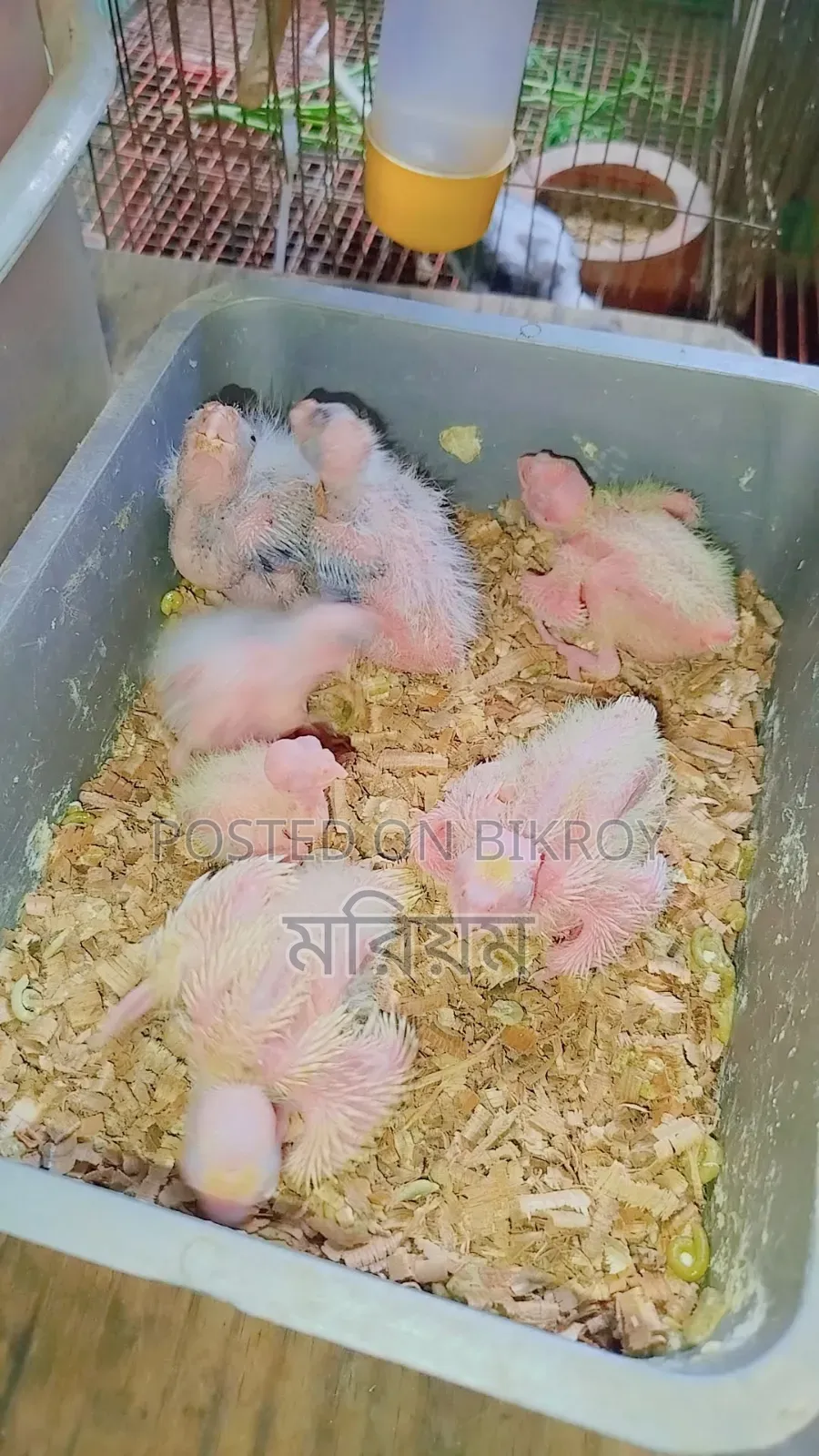 কিছু ককাটেল পাখি বেবি বিক্রি হবে