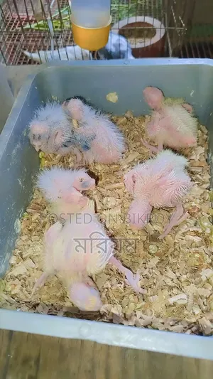 কিছু ককাটেল পাখি বেবি বিক্রি হবে