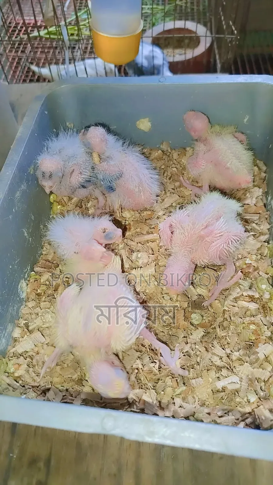 কিছু ককাটেল পাখি বেবি বিক্রি হবে
