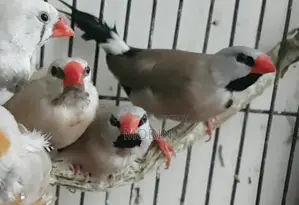 মেইল লংটেইল ফিঞ্চ