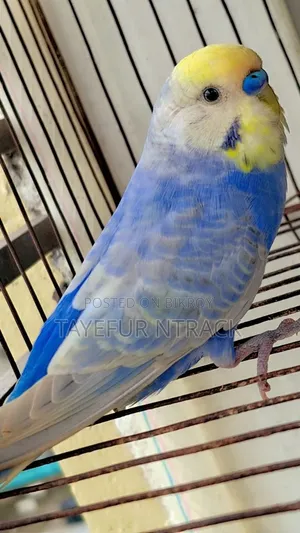 ভায়োলেট এডাল্ট রেইনবো পেয়ার