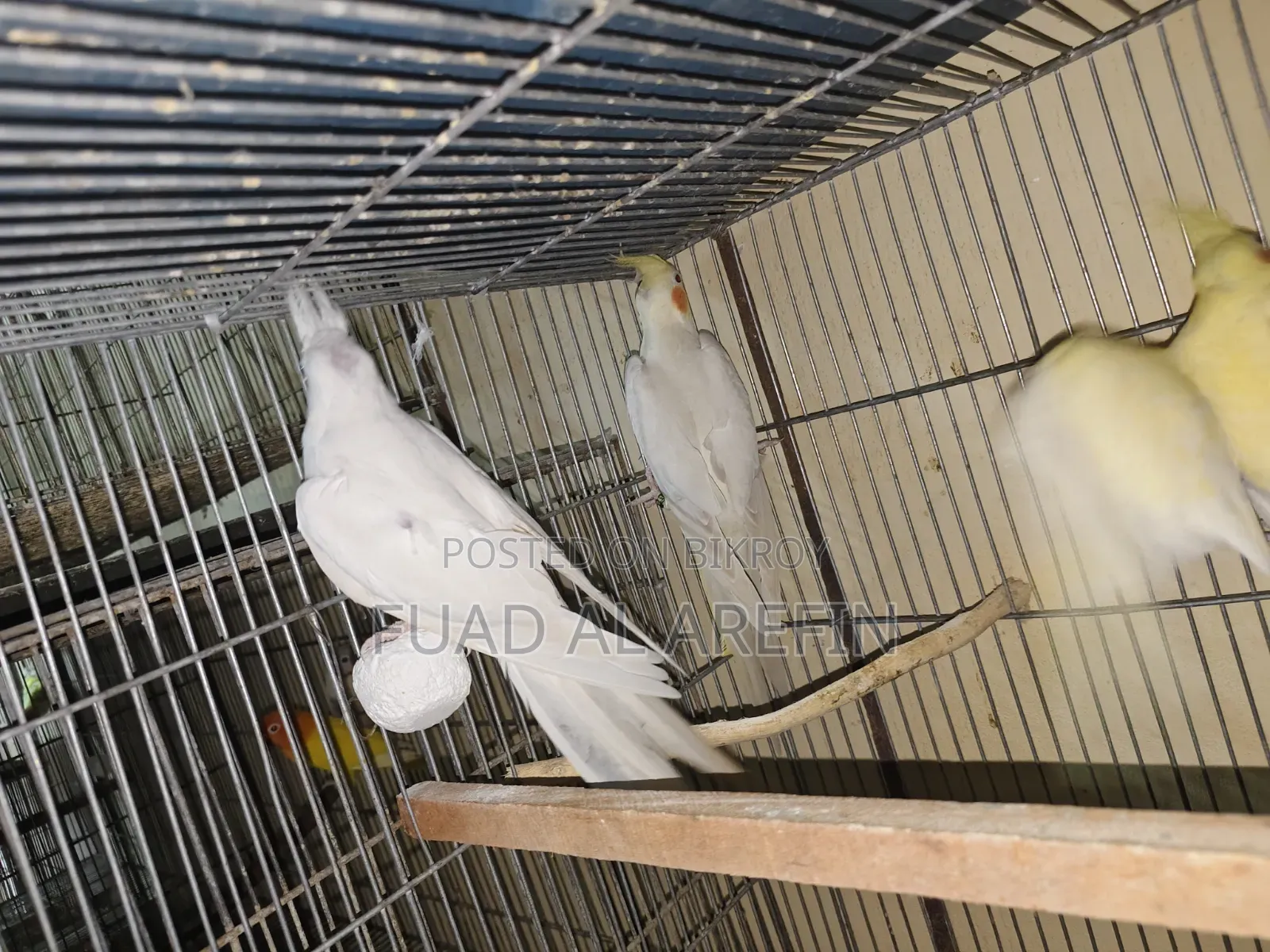 এলবিনো ককাটেল মায়া (রেড আই)