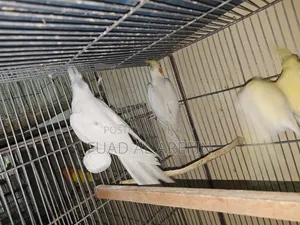 এলবিনো ককাটেল মায়া (রেড আই)