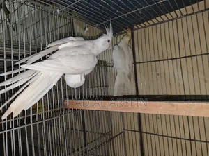 এলবিনো ককাটেল মায়া (রেড আই)