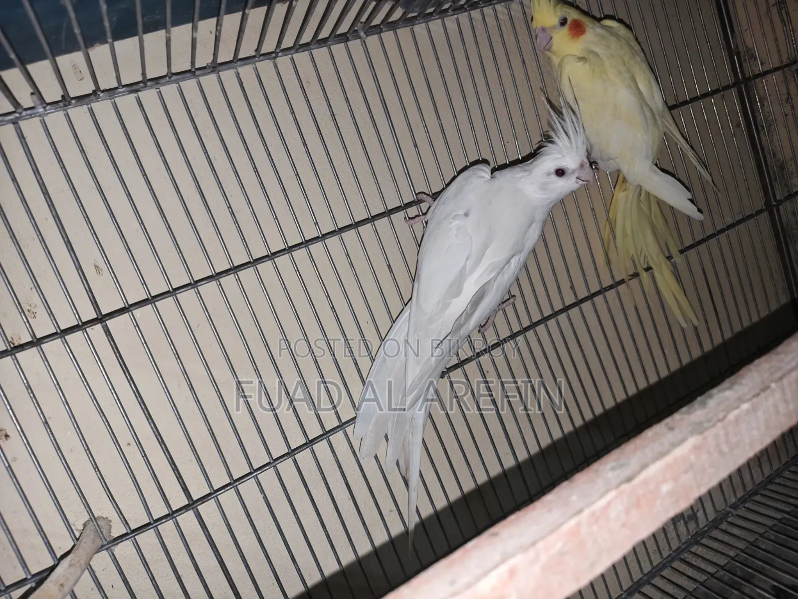এলবিনো ককাটেল মায়া (রেড আই)