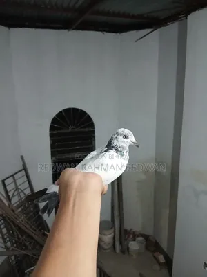 Female Pigeon White.