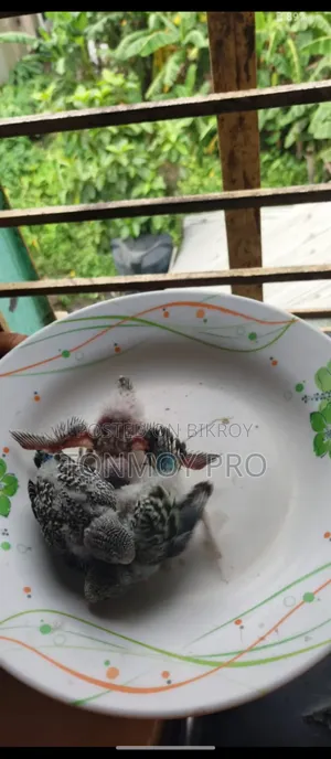সুস্থ ও সুন্দর বাজিগর পাখির বাচ্চা বিক্রি হবে