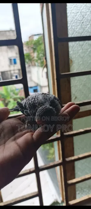 সুস্থ ও সুন্দর বাজিগর পাখির বাচ্চা বিক্রি হবে