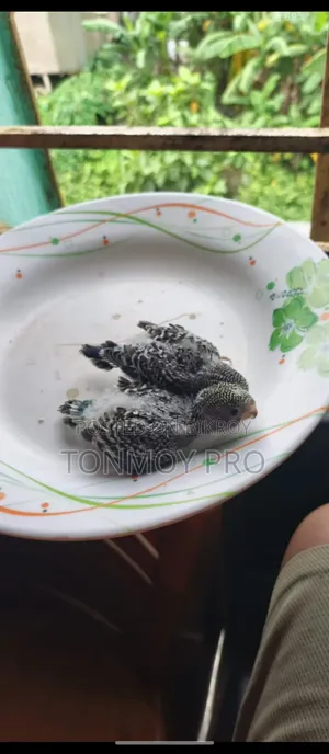 সুস্থ ও সুন্দর বাজিগর পাখির বাচ্চা বিক্রি হবে