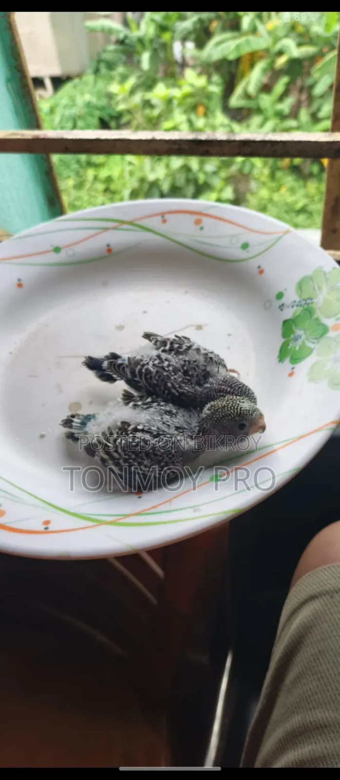 সুস্থ ও সুন্দর বাজিগর পাখির বাচ্চা বিক্রি হবে
