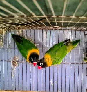 ব্লাক মাস্ক লাভবার্ড