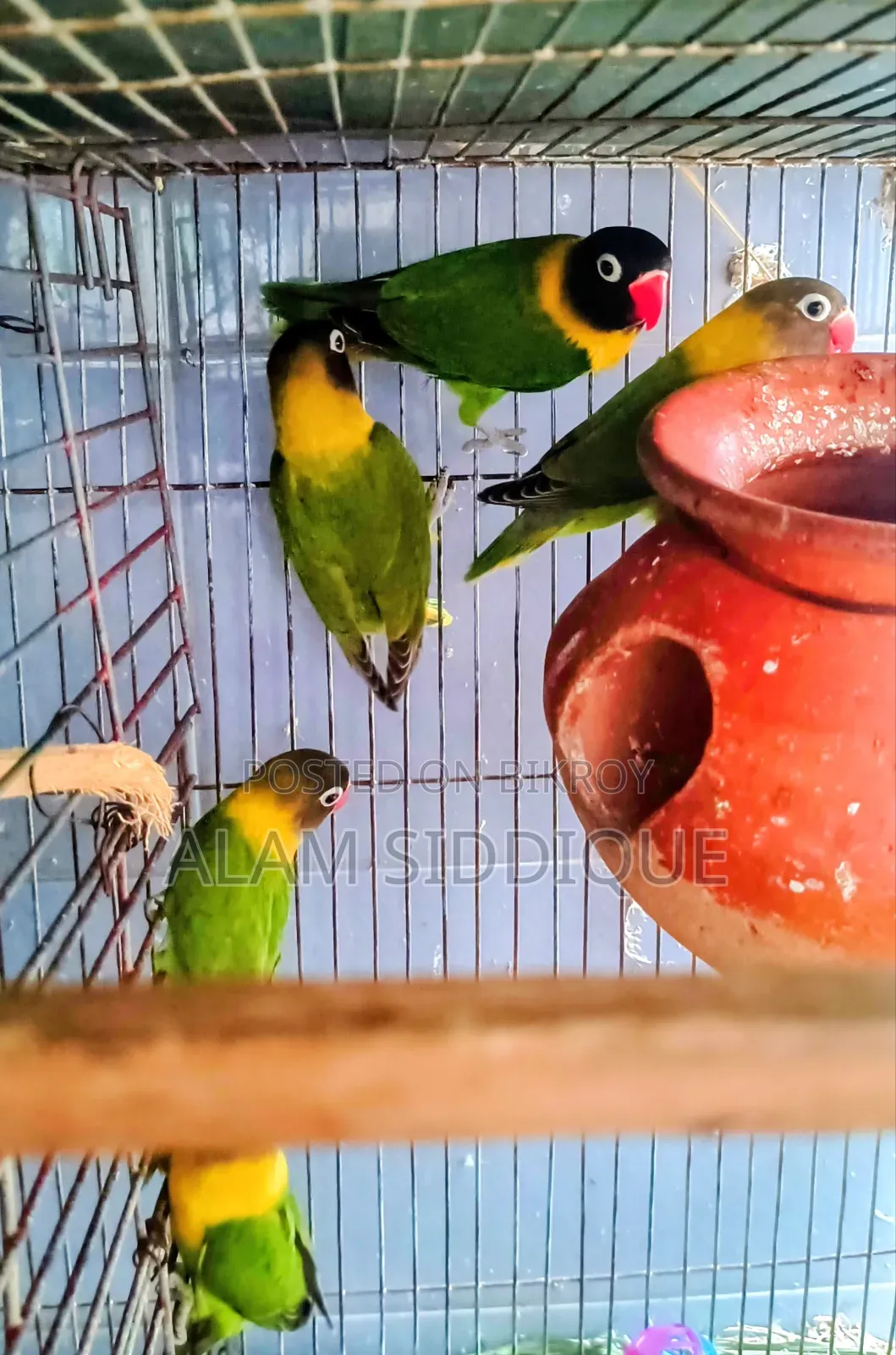ব্লাক মাস্ক লাভবার্ড