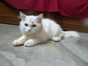 ৬-১২ মাসের মেল পিউরব্রেড পার্সিয়ান