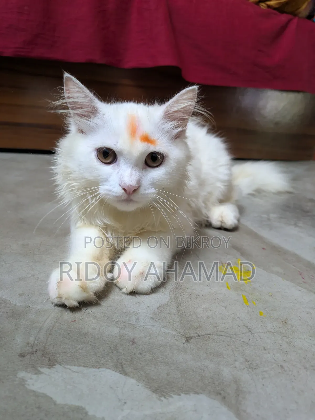 6-12 Months Male Purebred Persian