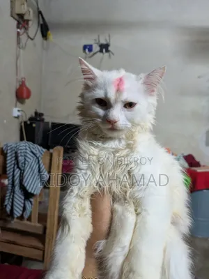 6-12 Months Male Purebred Persian
