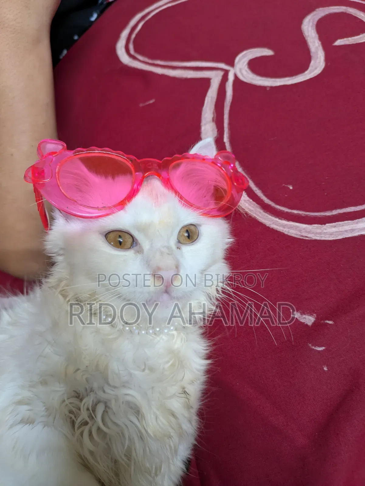 6-12 Months Male Purebred Persian