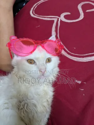 6-12 Months Male Purebred Persian
