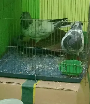 হাই ফ্লাই গিরিবাজ