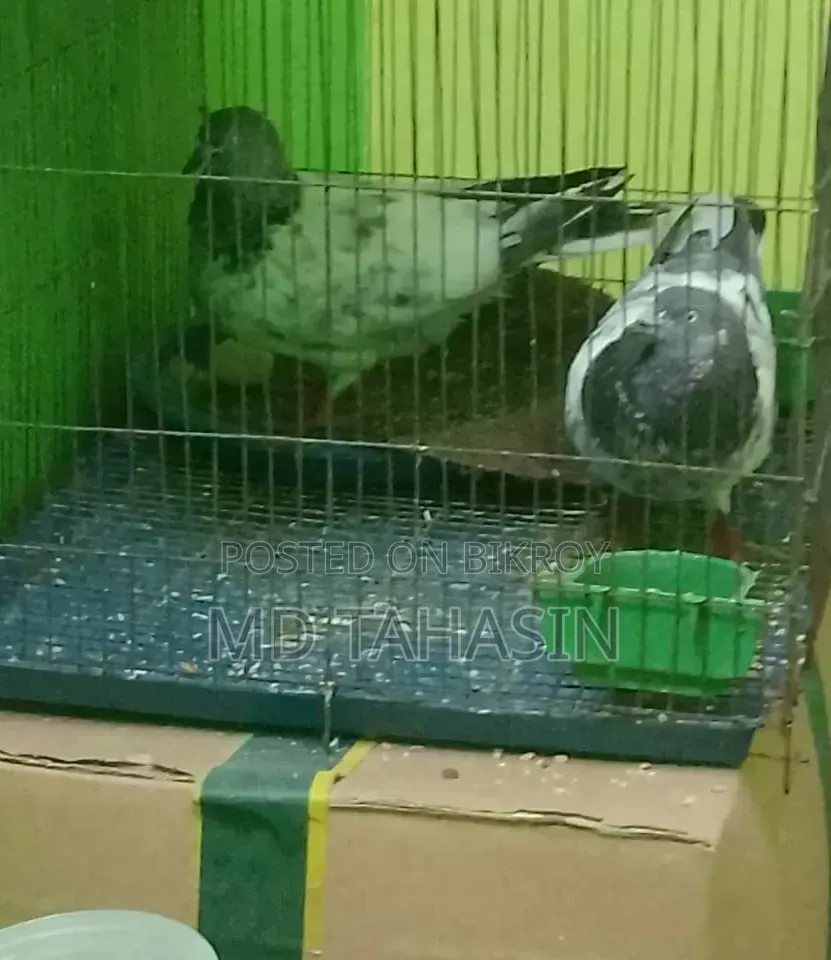 হাই ফ্লাই গিরিবাজ