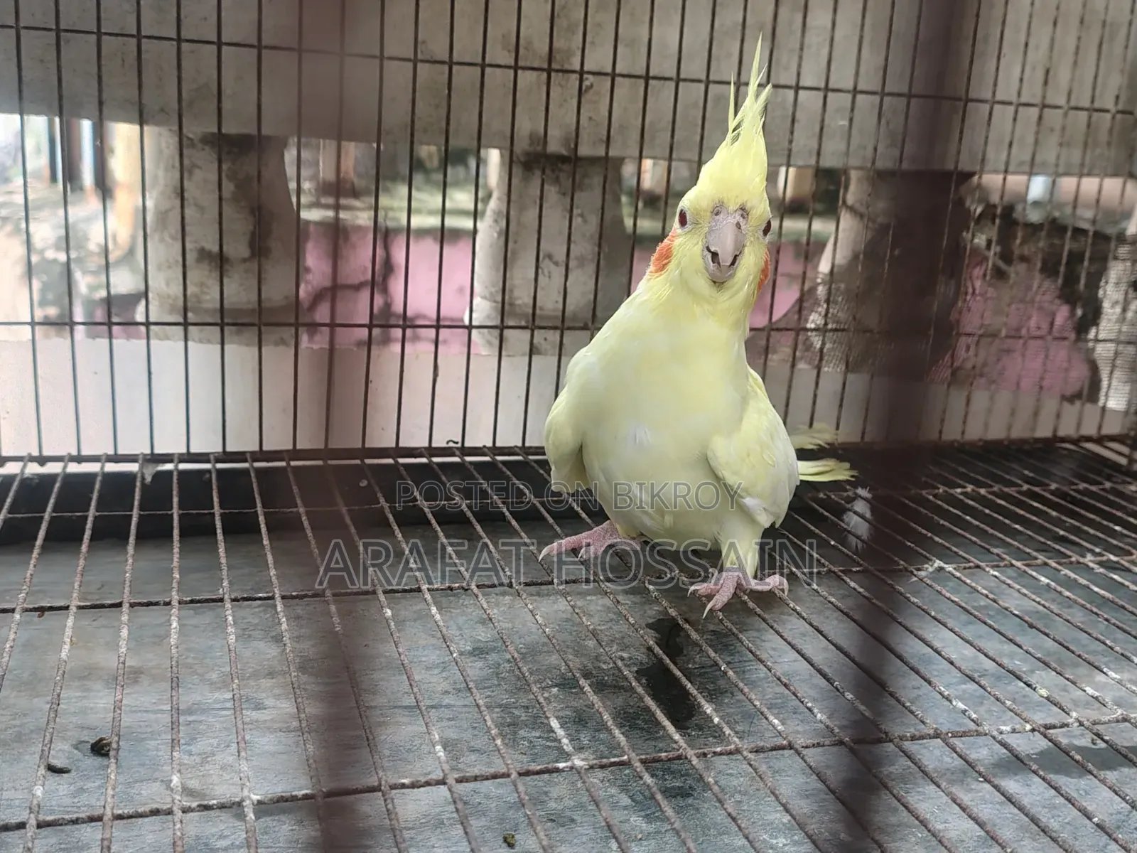 Cockatiel Bird Running Pair