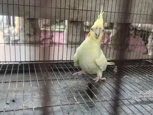 Cockatiel Bird Running Pair