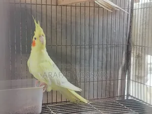 Cockatiel Bird Running Pair
