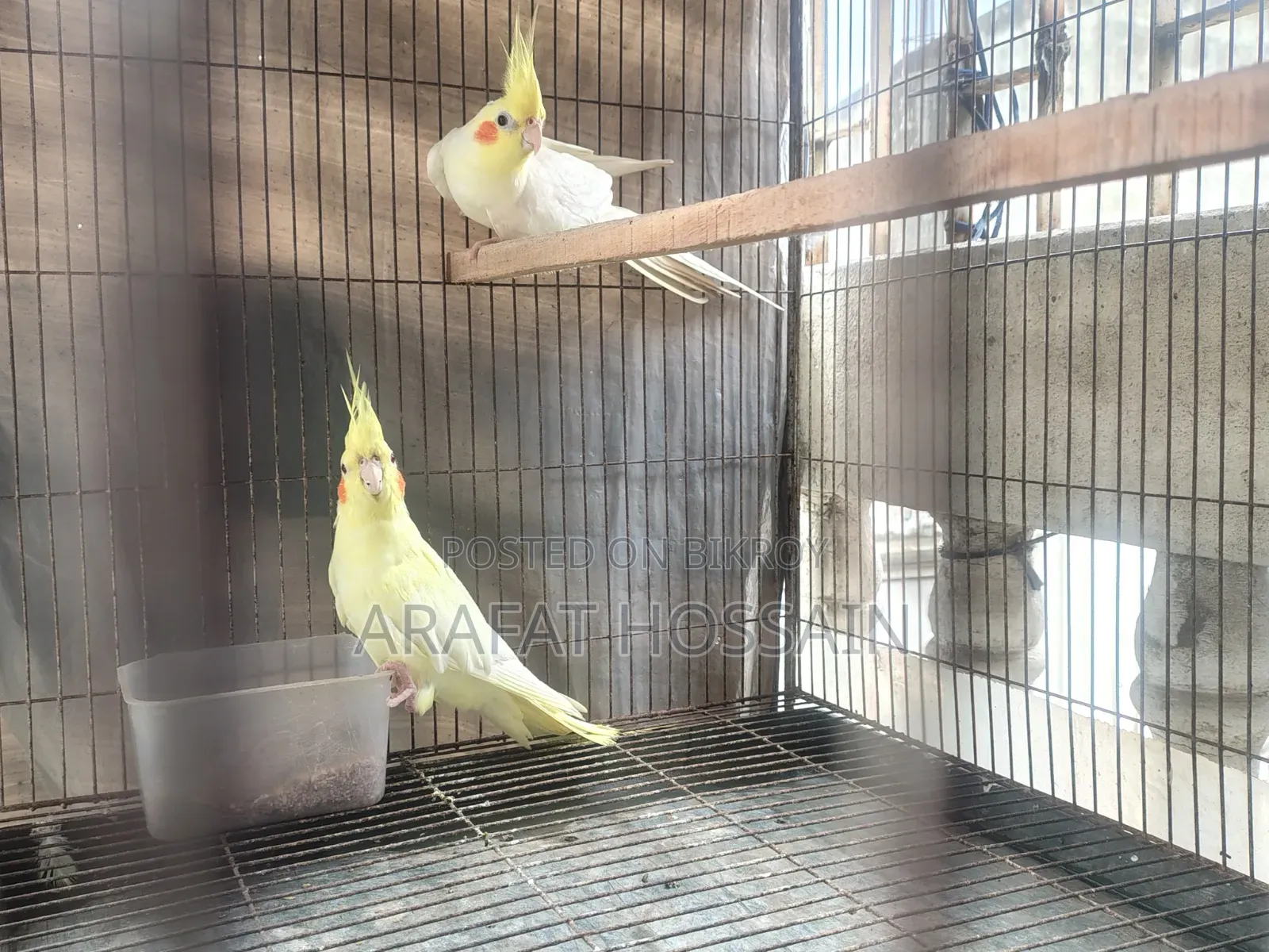 Cockatiel Bird Running Pair