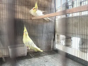 Cockatiel Bird Running Pair