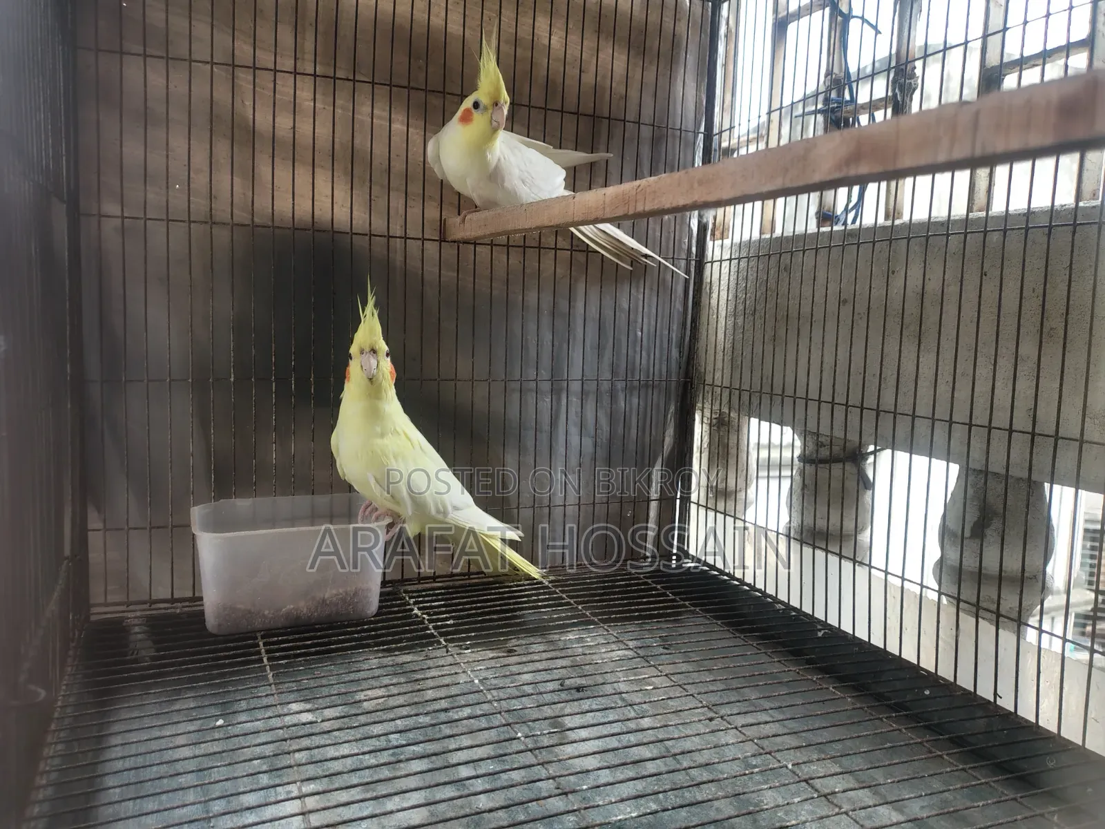 Cockatiel Bird Running Pair