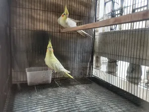 Cockatiel Bird Running Pair
