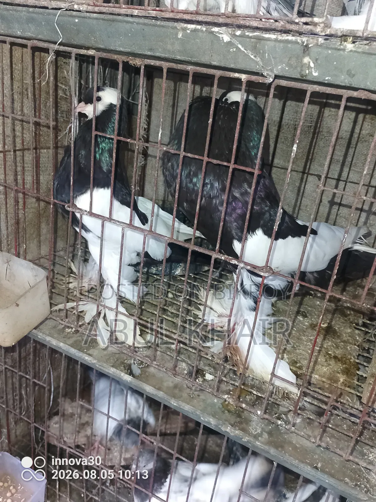 Pigeons for Sale